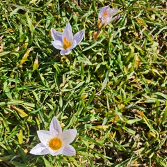 Crocus biflorus