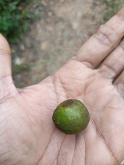 Ficus beddomei
