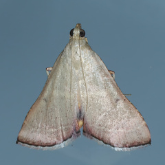 Endotricha pyrosalis
