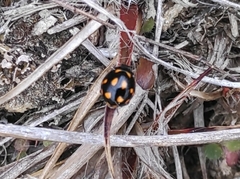 Coccinella leonina