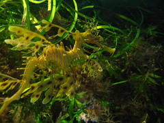 Phycodurus eques