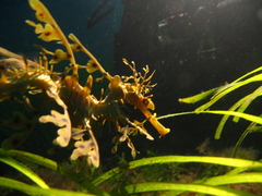 Phycodurus eques