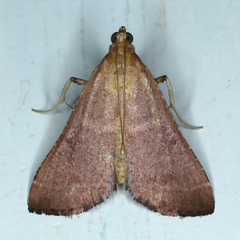Endotricha pyrosalis