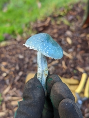 Stropharia