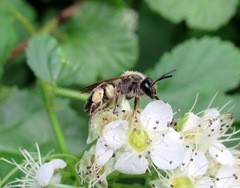 Andrena fulvida