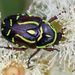 Fiddler Beetle - Photo (c) Michael Jefferies, some rights reserved (CC BY-NC)