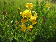Crotalaria globifera