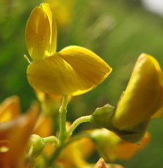 Crotalaria globifera
