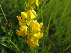 Crotalaria globifera