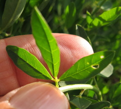 Crotalaria globifera