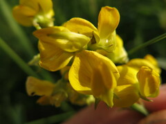Crotalaria globifera