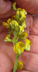 Crotalaria globifera