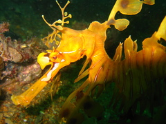 Phycodurus eques