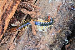Cormocephalus westwoodi