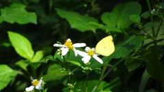 Eurema blanda