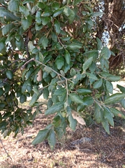 Quercus ilex