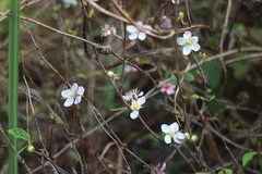 Prunus pogonostyla