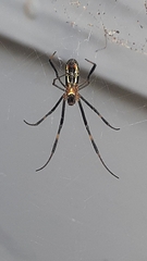 Trichonephila senegalensis