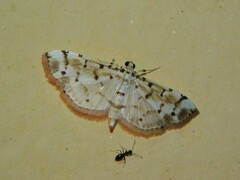 Pycnarmon