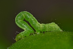 Chrysodeixis chalcites