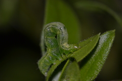 Chrysodeixis chalcites