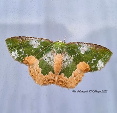 Eucyclodes albisparsa