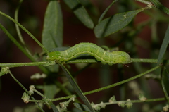 Chrysodeixis chalcites