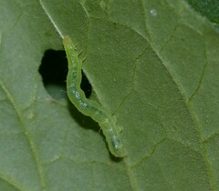 Chrysodeixis chalcites