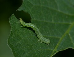 Chrysodeixis chalcites