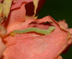 Chrysodeixis chalcites