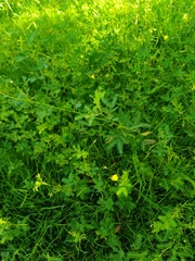 Neptunia plena