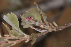 Adenanthos