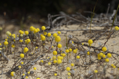 Calocephalus multiflorus