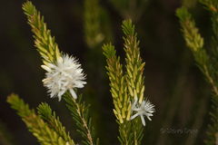 Calytrix acutifolia