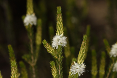 Calytrix acutifolia