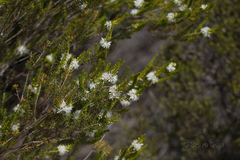 Calytrix acutifolia