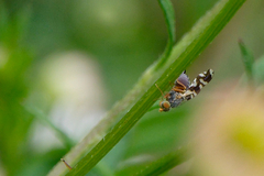 Paraspathulina eremostigma