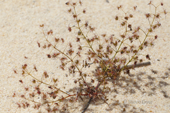 Drosera humilis