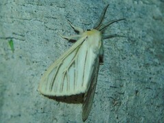 Spilosoma nivea