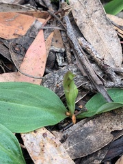 Chiloglottis cornuta