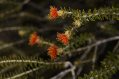 Melaleuca ectadioclada