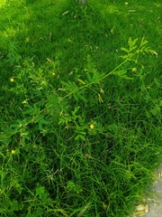 Neptunia plena
