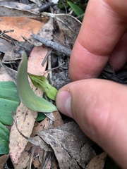 Chiloglottis cornuta