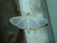 Palpita vitrealis