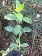 Hedycarya angustifolia