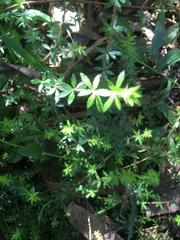 Asperula conferta
