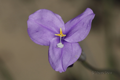 Patersonia occidentalis