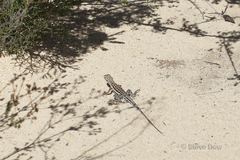 Ctenophorus maculatus