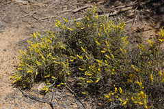 Synaphea spinulosa