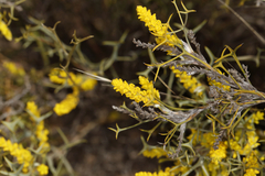 Synaphea spinulosa